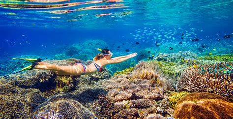 Cairns: Great Barrier Reef Snorkeling or Dive Tour and Lunch | GetYourGuide