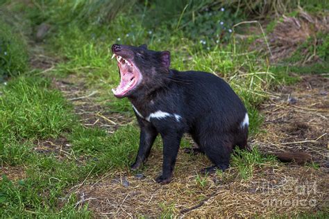 Tasmanian Devil angry Pyrography by Benny Marty - Fine Art America