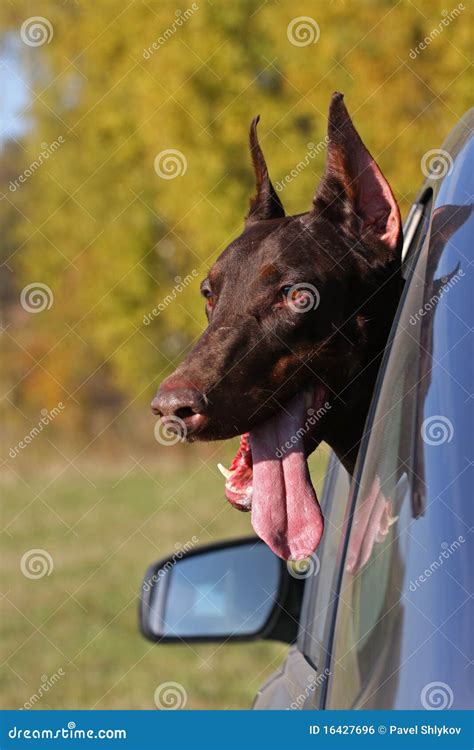 Dog in car window stock photo. Image of window, driving - 16427696