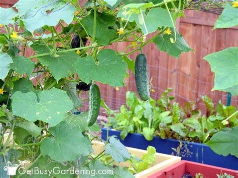 Growing Cucumbers On A Trellis Vertically - Complete How To Guide