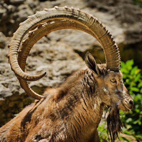 Big Horns Photograph by Charlie Prenzi