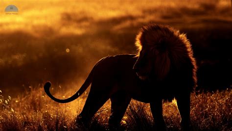 1360x768 Resolution African Lion Desktop Laptop HD Wallpaper ...