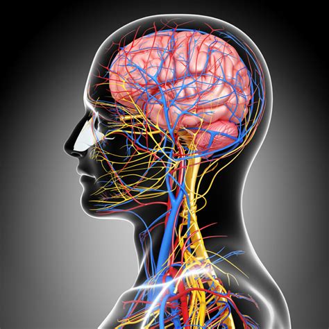 What Can A Neurologist Diagnose? - Find Neurologists Near Me