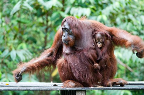 Researchers determine the evolution path of ancient giant orangutans ...