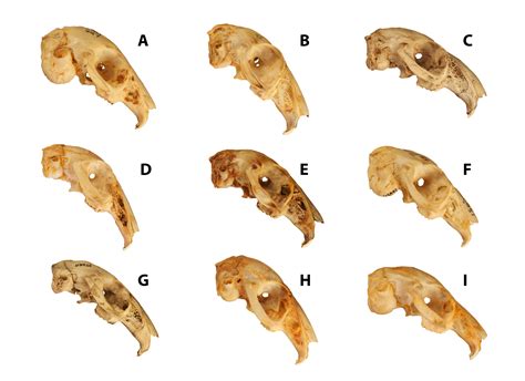 papers by SV-POW!sketeers | Sauropod Vertebra Picture of the Week