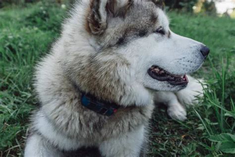 Siberian husky temperament: Unleash their loving nature! - Planet Husky