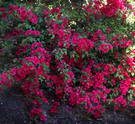 Dark-pink flower bush. Amazing nature of California Photograph by Sofia Goldberg