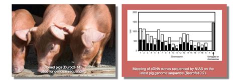 NIAS:Pig Genomics