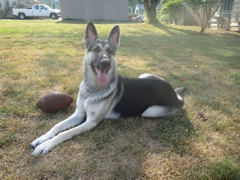 Silver German Shepherd Puppies For Sale - Puppies Love