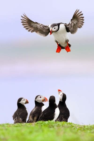 arctic puffin | Tumblr