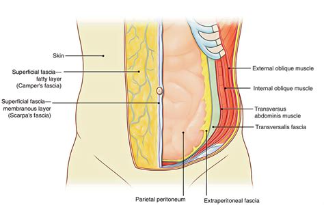 Anatomy Of The Peritoneum - Anatomy Reading Source