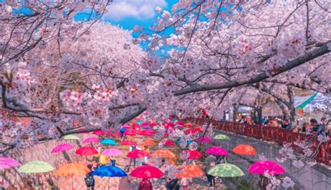 You Gotta Check Out These Stunning Cherry Blossom Festivals In South Korea This Spring!