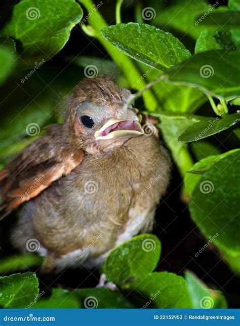 Baby Cardinal stock image. Image of baby, cardinalis - 22152953