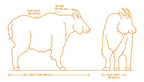 Mountain Goat (Oreamnos americanus) Dimensions & Drawings | Dimensions.com