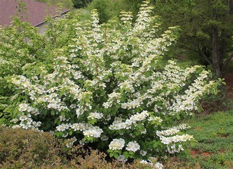 Viburnum plicatum f. tomentosum (Doublefile Viburnum) | North Carolina ...