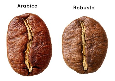 Arabica Beans vs Robusta Beans, Whats the Difference? - Perk Coffee Malaysia