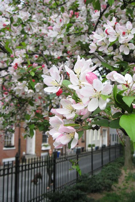 Gardening 101: Crabapple Trees - Gardenista