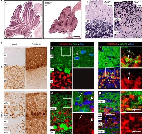 Granule cells populate the molecular layer in Bicd2−/− cerebellar ...