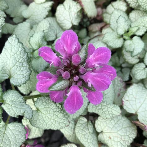 Lamium maculatum 'Beacon Silver' (3.5" Pot) | Little Prince To Go