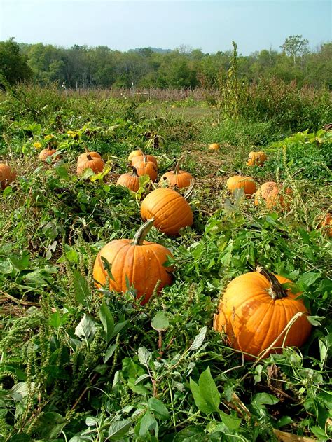 How to Grow Pumpkins | Growing Pumpkins | Growing pumpkins, Growing ...