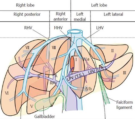 Lobes Of Liver Anatomy - Anatomy Reading Source