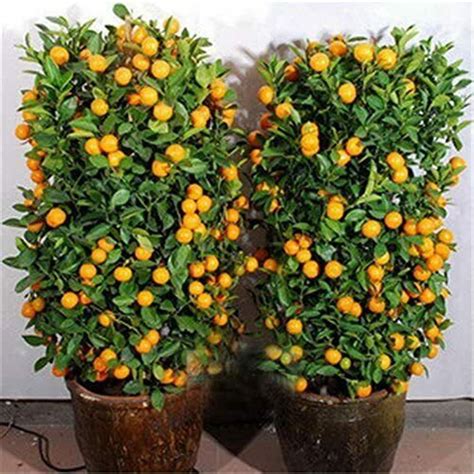 Edible Dwarf Orange Mandarin Tree Seed Garden Fruit Flores - Etsy