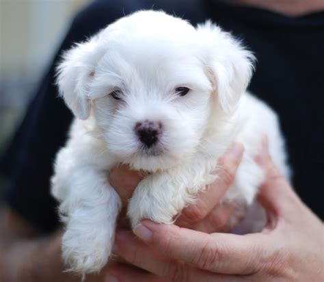 Cute Dogs: Maltese Dogs