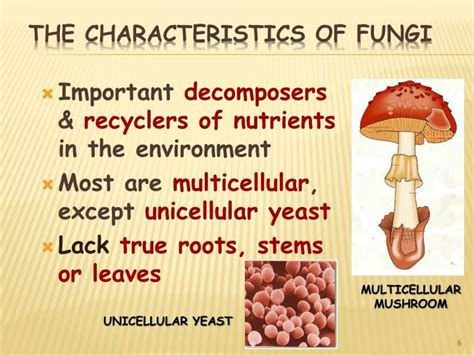 PPT - Kingdom Fungi PowerPoint Presentation - ID:4112238