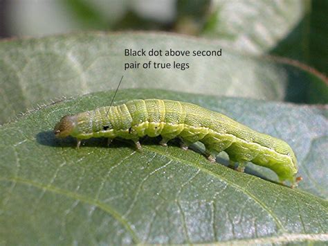 Beet Armyworm - UT Crops Pest Guides