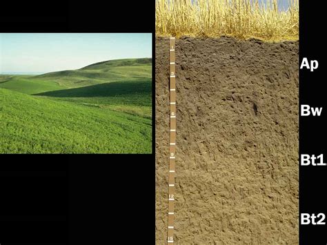 Mollisols | Soil & Water Systems | University of Idaho