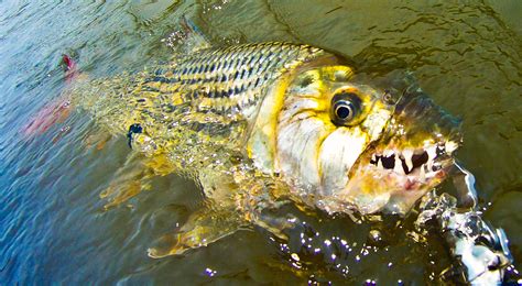 African TigerFish: Characteristics, habitat, reproduction and more....