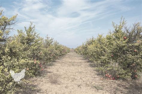 How To Grow A Pomegranate Tree {A Comprehensive Guide}