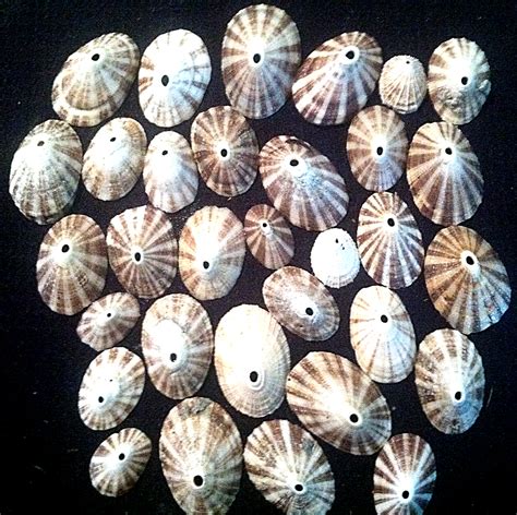 Keyhole Limpets