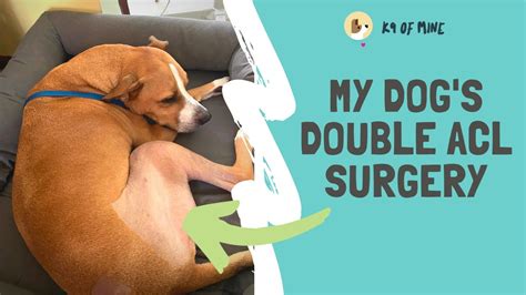 My Dog's Double ACL Surgery - YouTube