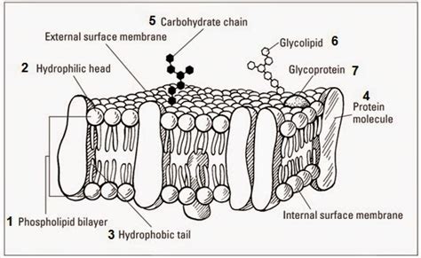 #24 Cell membranes - Fluid Mosaic Model of the plasma menbrane | Biology Notes for A level