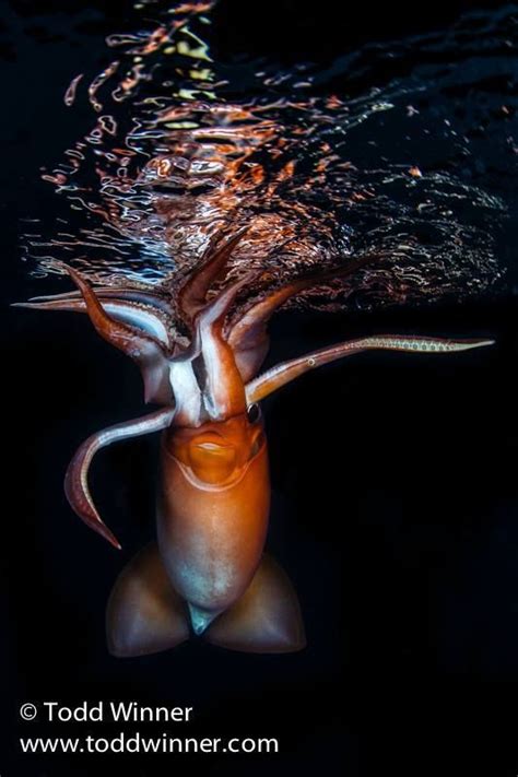 Humboldt squid in the Sea of Cortez. ~via Diving & Photography, FB | Humboldt squid, Squid ...