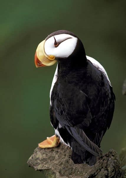 Puffin Bird Facts | Fratercula arctica | AZ Animals