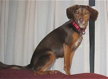 Beagleman (Doberman Pinscher-Beagle Mix) Info, Puppies, Temperament ...