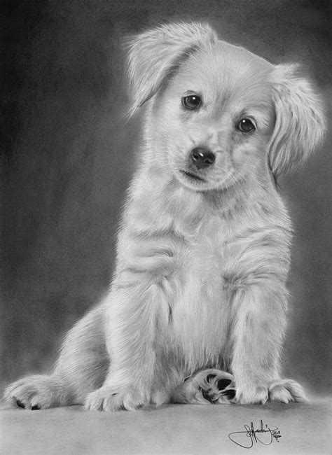 Golden Retriever Puppy drawing Drawing by John Harding - Pixels