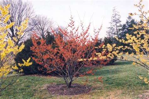 Diane Witchhazel (Hamamelis x intermedia 'Diane') in Wilmette Chicago Evanston Glenview Skokie ...