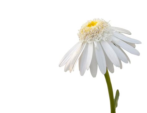 Daisy Flower White Background Free Stock Photo - Public Domain Pictures