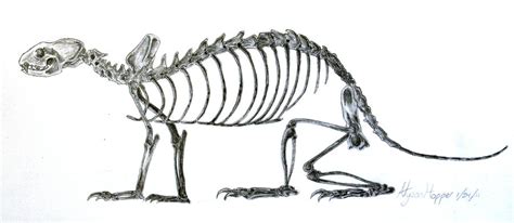 Ferret Skeleton by NorthernLightsFox on DeviantArt