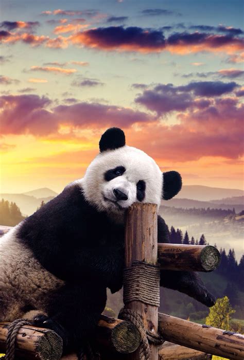 Pin by Irma N on Osos | Baby panda bears, Cute panda wallpaper, Baby animals