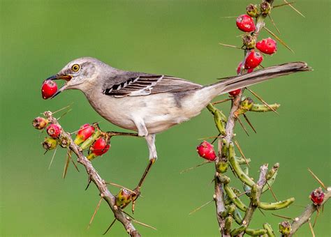 Northern Mockingbird | Audubon Field Guide