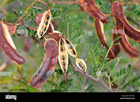 Sunshine Wattle, Acacia terminalis, seed pods with black seeds, growing in woodland, Royal ...