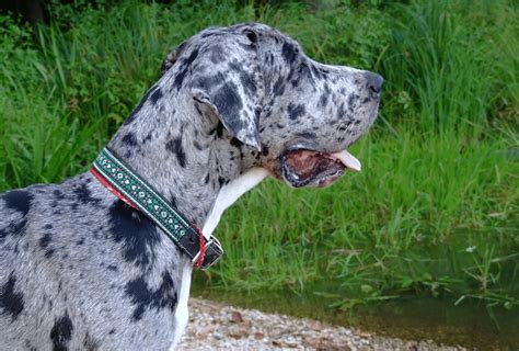 Great Dane Colors - Everything You Need To Know | PawLeaks