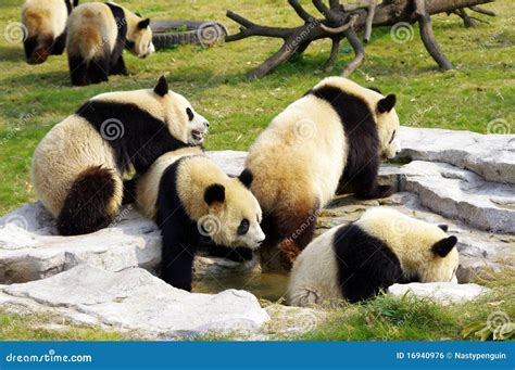 A Group Of Pandas Royalty Free Stock Image - Image: 16940976