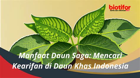 Manfaat Daun Saga: Mencari Kearifan di Daun Khas Indonesia - Biotifor