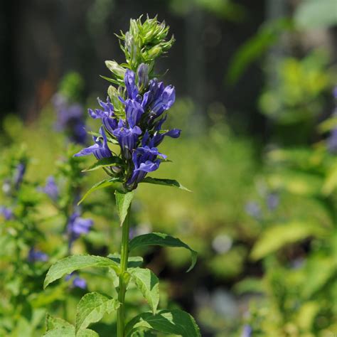 Lobelia siphilitica (Great Blue Lobelia), Great Blue Lobelia - Beech Hollow Farms