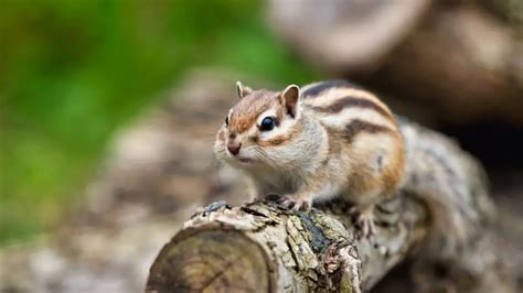 What Does Chipmunk Poop Look Like: Identification & Pictures